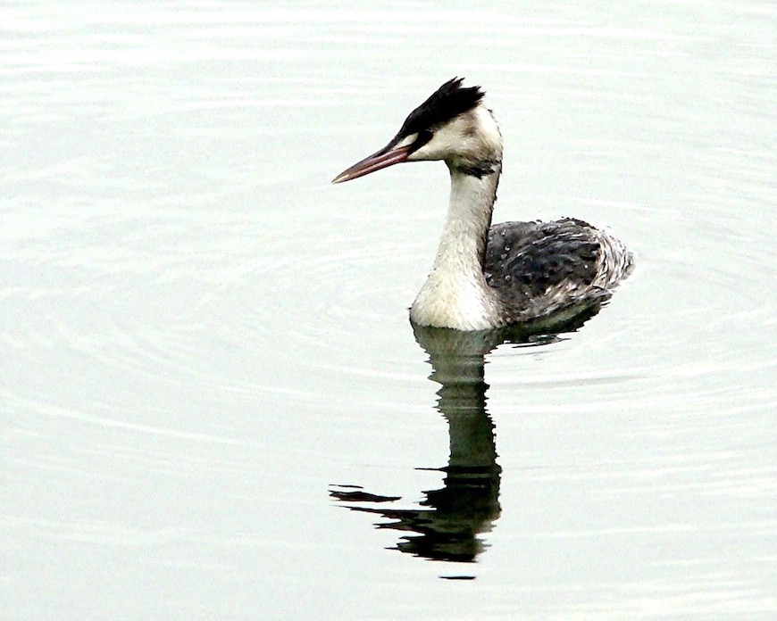 great crested grebe
